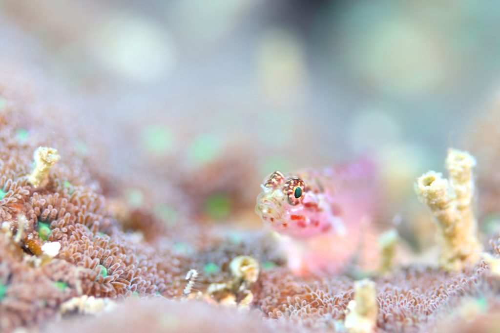 Namidea ダイビング 水中写真 canon kiss