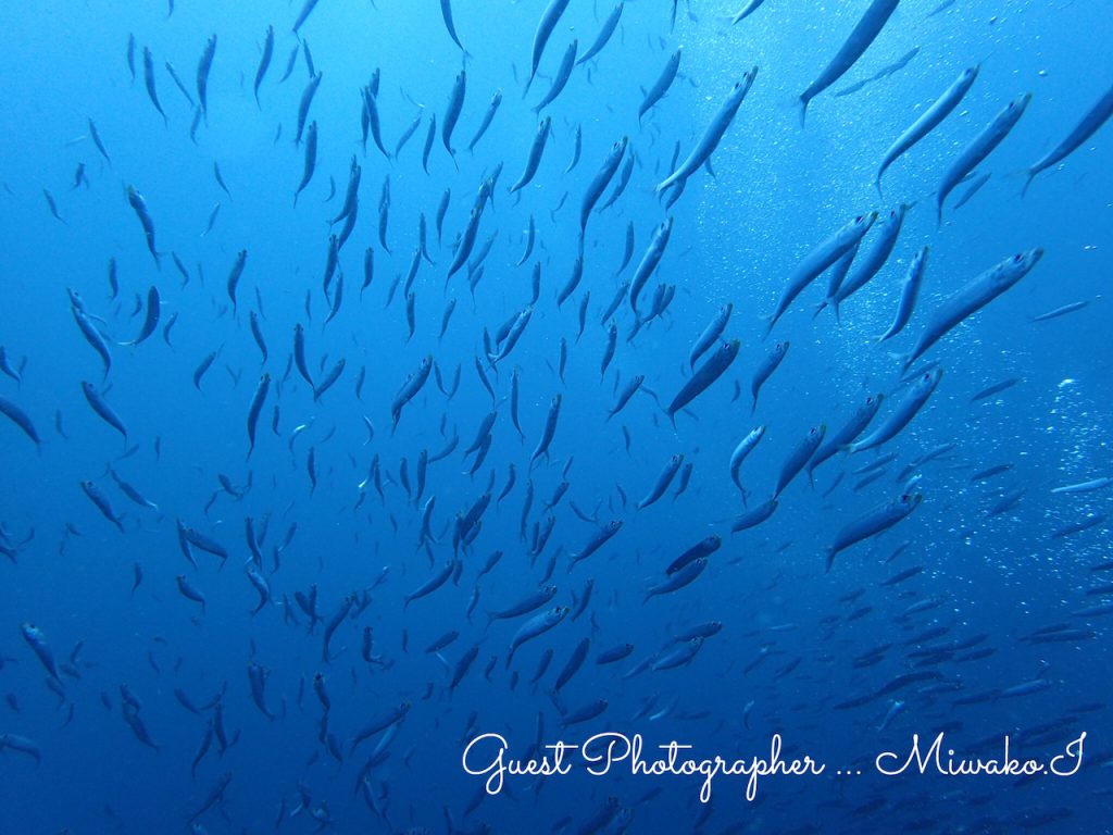 Namidea 神子元でのダイビング写真