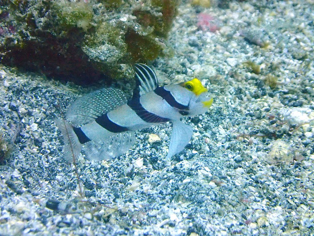 富戸ヨコバマのネジリンボウ