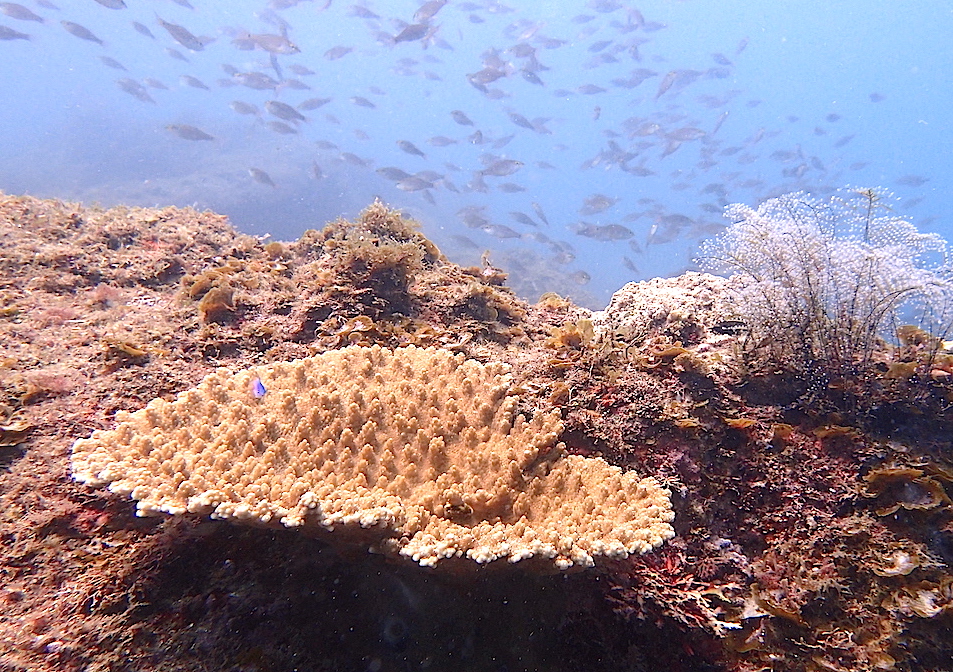 西伊豆田子のテーブルサンゴ