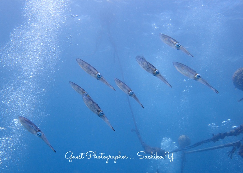 Namidea Yokohama 20188月最終週末