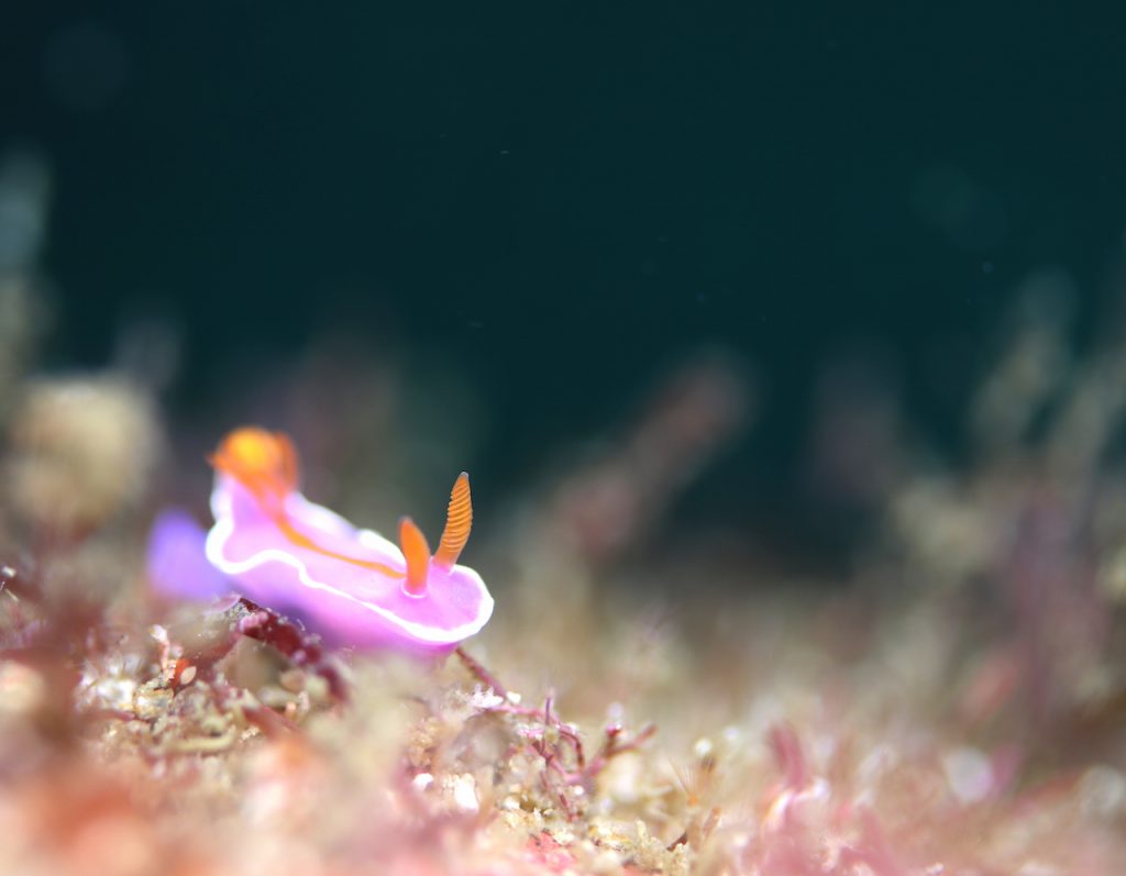 南伊豆雲見で見つけたニシキウミウシの幼体