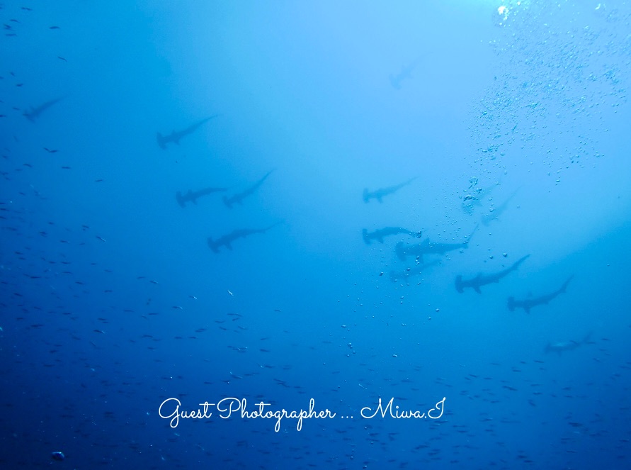 Namidea Yokohama ハンマーヘッド