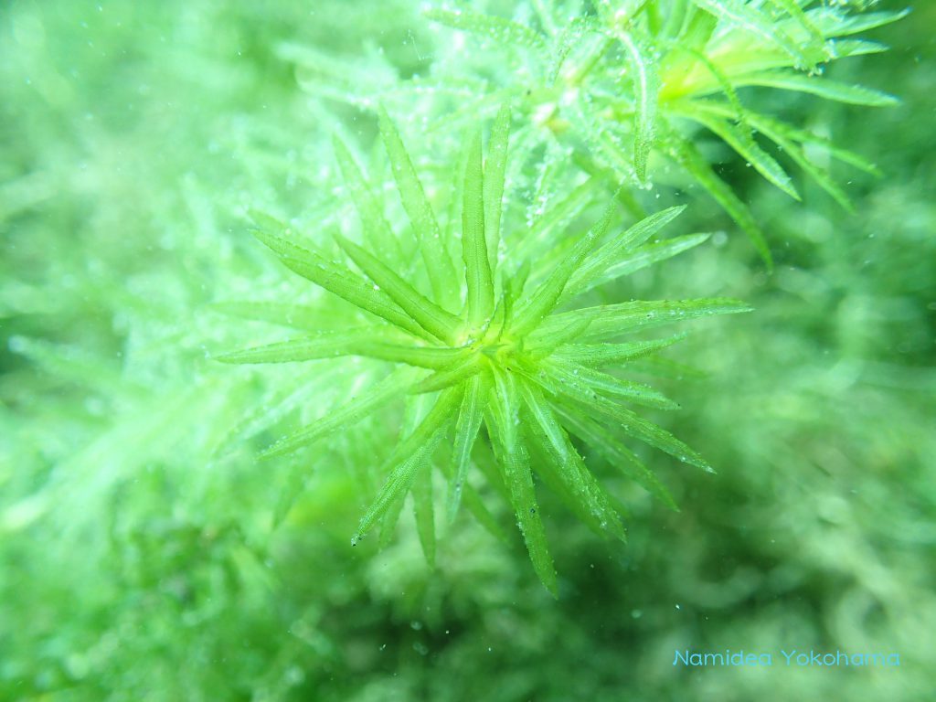 本栖湖淡水高所ダイビング・水中に広がる水草の草原