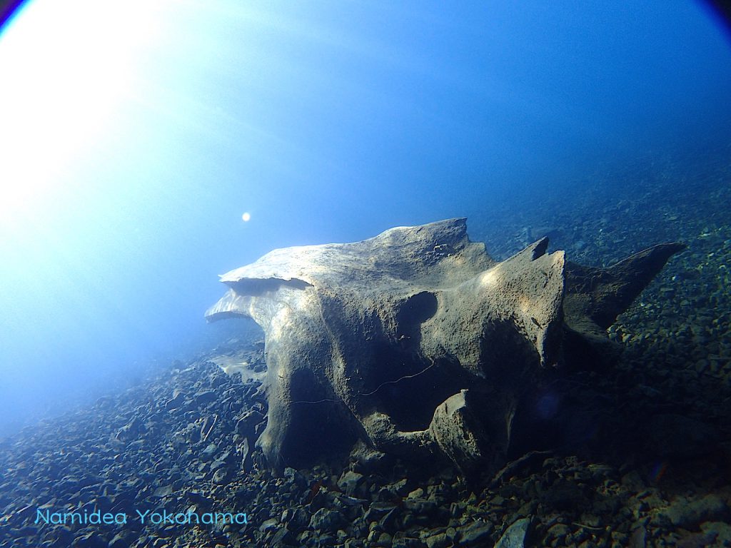 淡水本栖湖に差し込む光のカーテンろ沈木