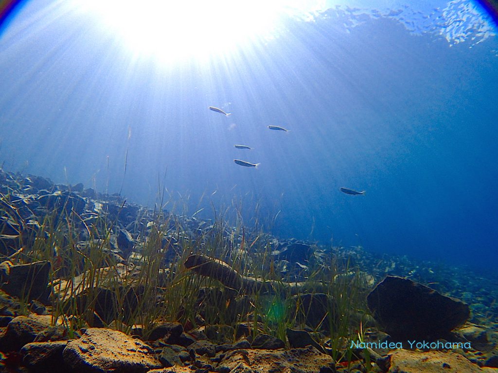 本栖湖ダイビング、光のカーテンと水草