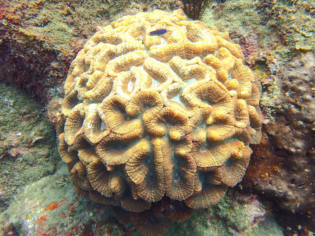 西伊豆田子のハードコーラル