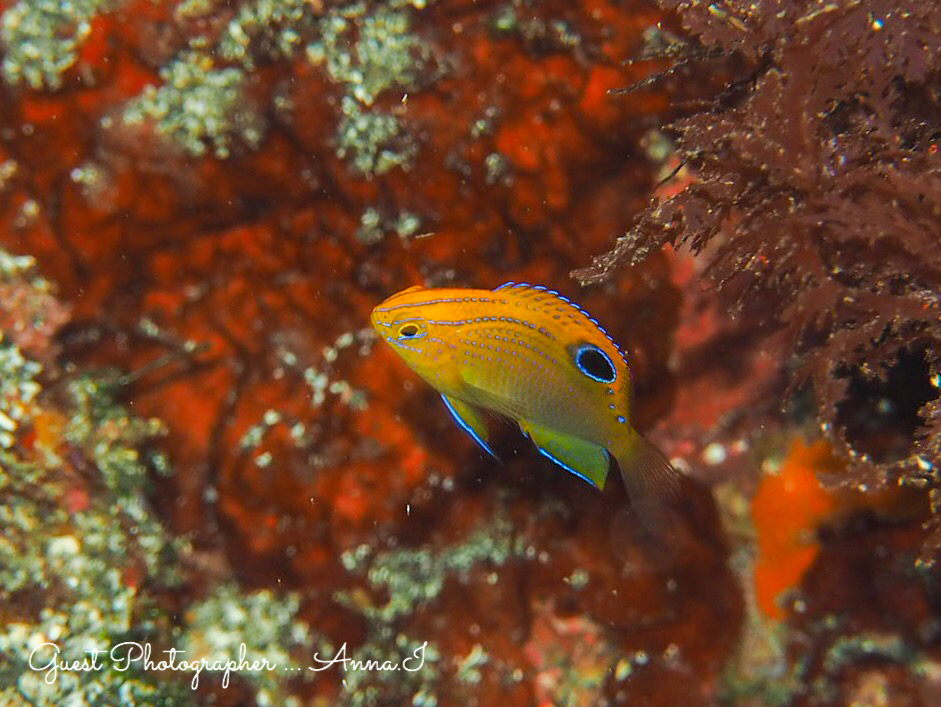 この時期ならではの季節来遊魚、ミヤコキセンスズメダイ