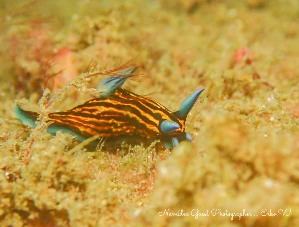 海の生き物ウミウシ〜リュウグウウミウシ