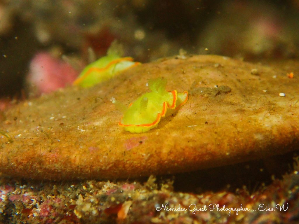 海の生き物ウミウシ〜タコノマクラとミツイラメリウミウシ