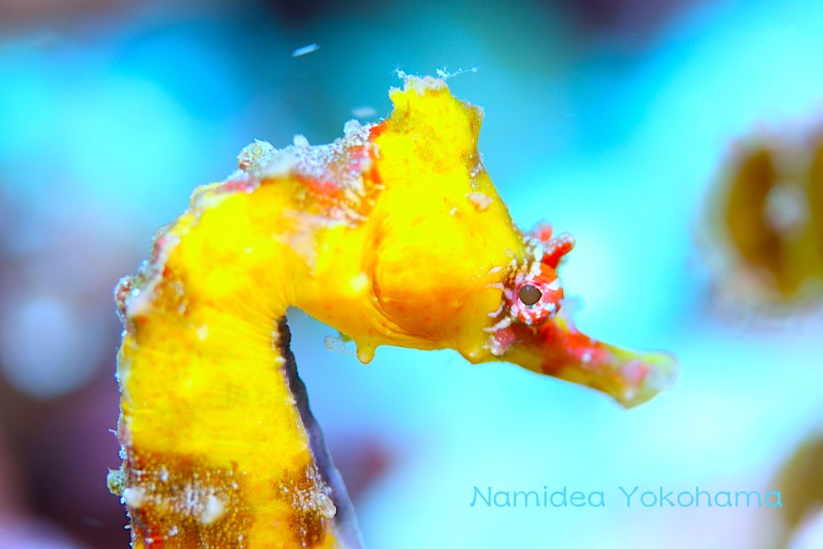 NamideaYokohama伊豆海洋公園のハナタツ