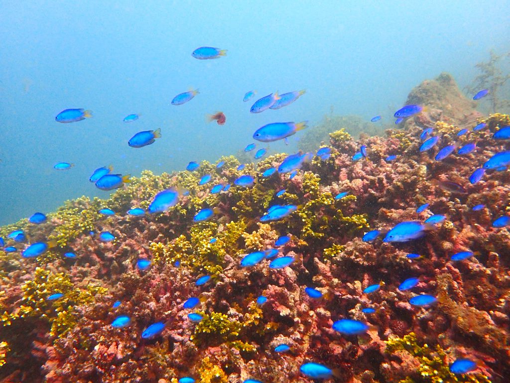 秋の西伊豆!田子のサンゴとソラスズメダイ!