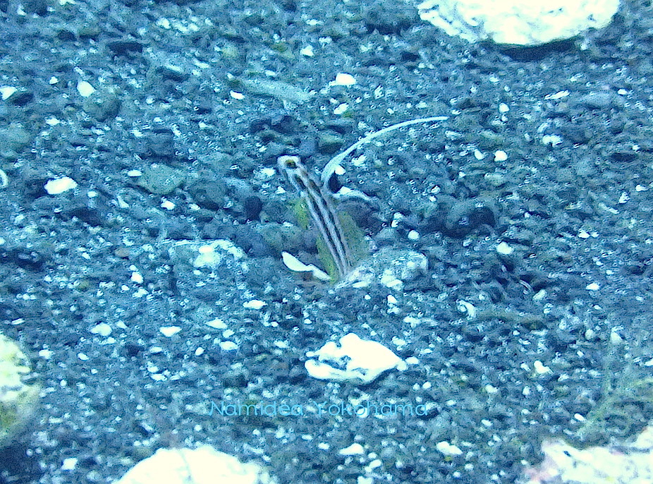 伊豆大島ツアー秋の浜で見たヤシャハゼ
