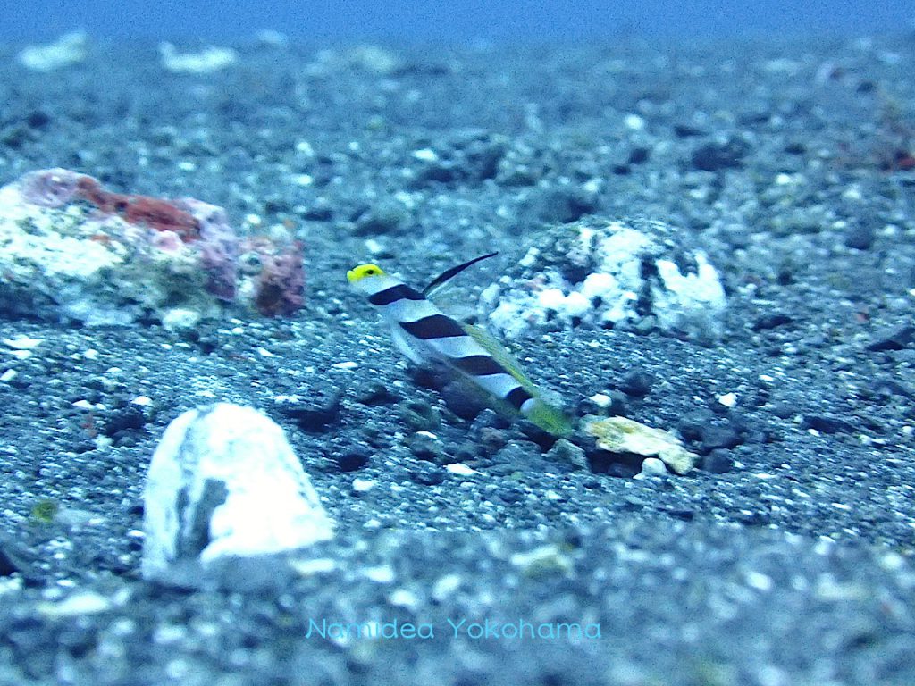 ナミディア大島ツアーネジリンボウ