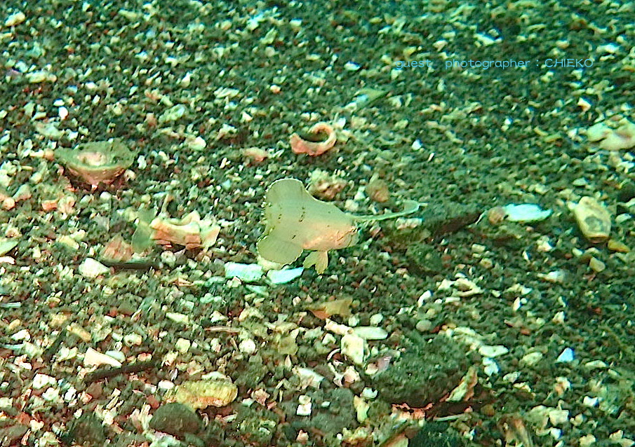 石橋ダイビングテンスの幼魚