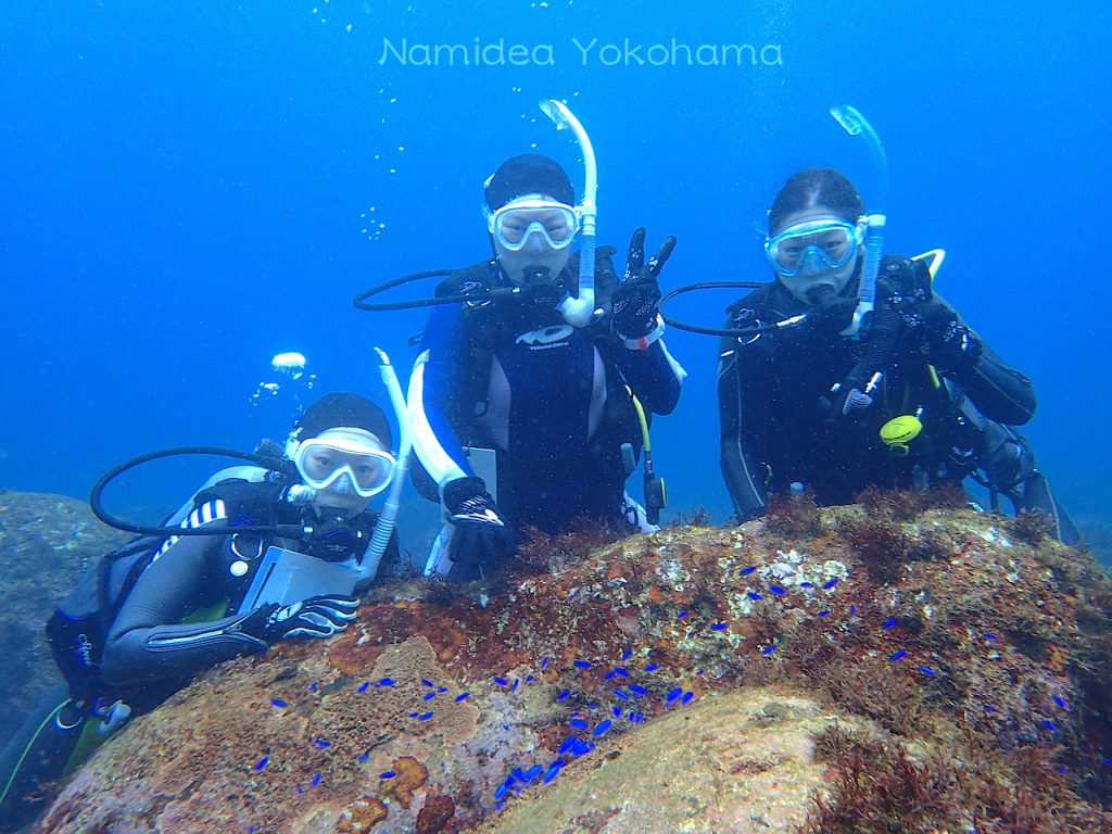 伊豆海洋公園ソラスズメダイとアドバンス講習