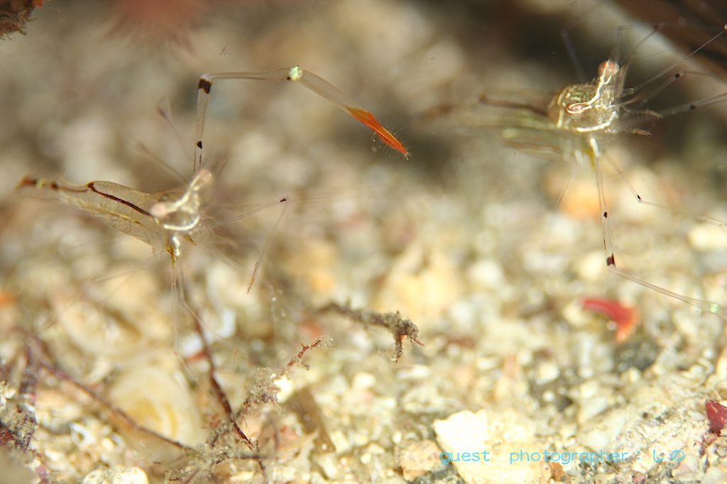 甲殻類祭り・手が長いオシャレカクレエビ