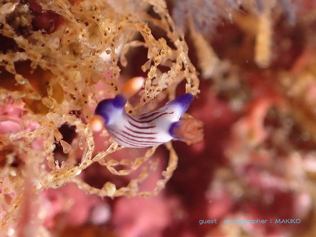 魚だけではなく来遊魚!ならぬ来遊ウミウシ!!