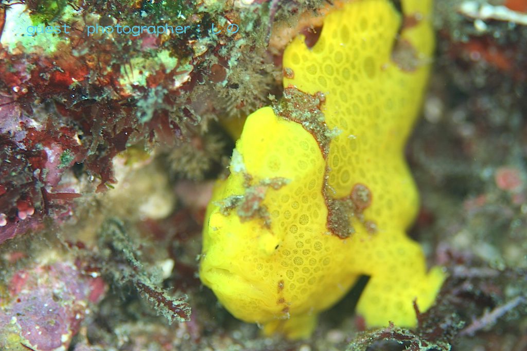 富戸・ヨコバマの黄色いカエルアンコウ