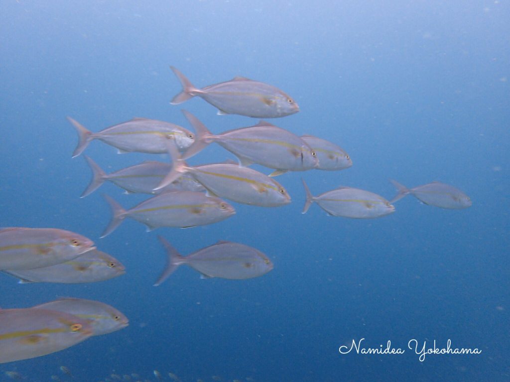 ナミディア 平日井田ツアー!