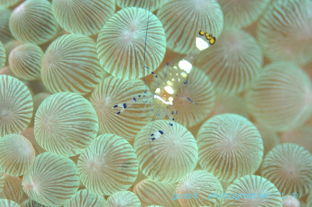 甲殻類祭り・イソギンチャク畑に潜むイソギンチャクエビ