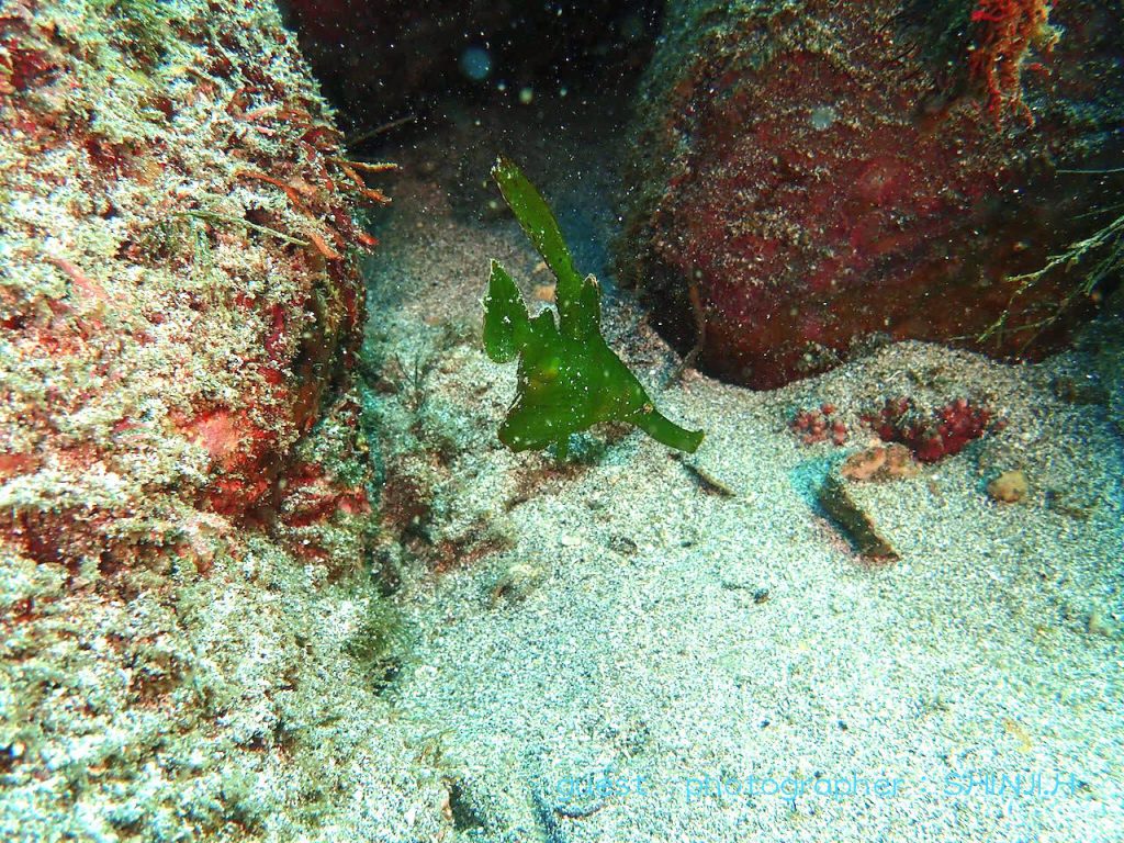 伊東ビーチには綺麗なカミソリウオのペアがいました！