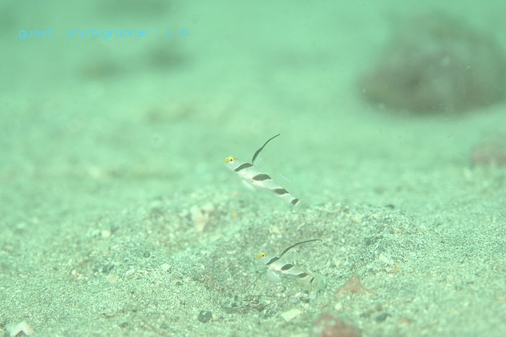 甲殻類祭り・砂地ではヒレナガネジリンボウのペアとニシキテッポウエビ