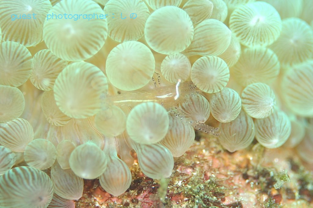 甲殻類祭り・カザリイソギンチャクエビはよく見るとたくさん!