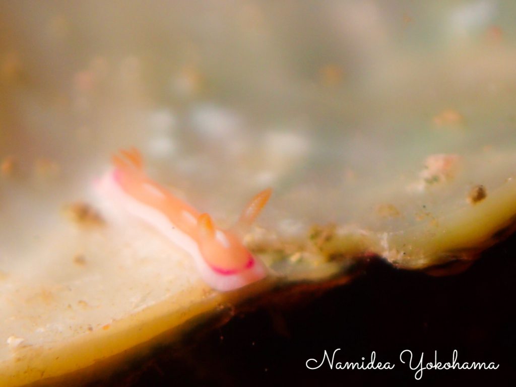 Namidea ボートツアー!