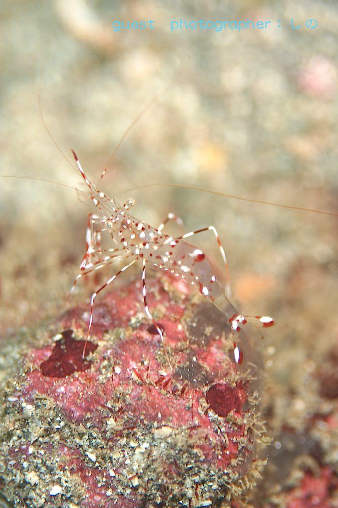 甲殻類祭り・スケスケボディーのクリアクリーナーシュリンプ