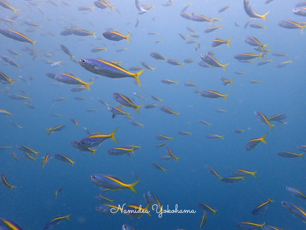 ナミディア 平日井田ツアー!