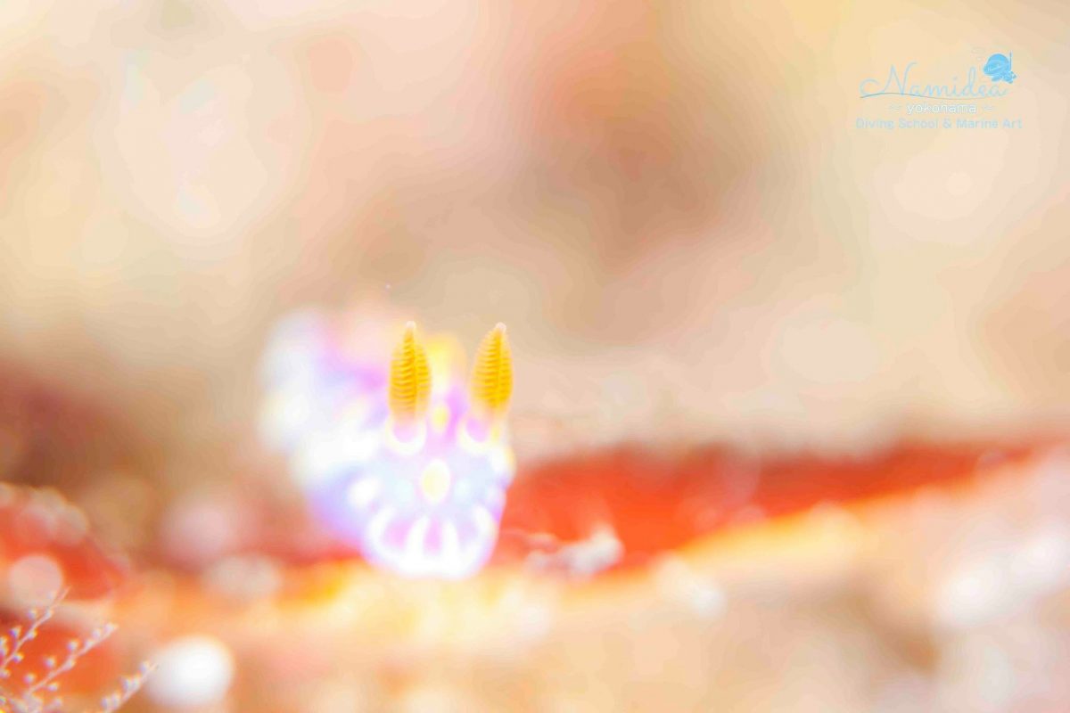 Namidea Yokohama 城ヶ島ツアー