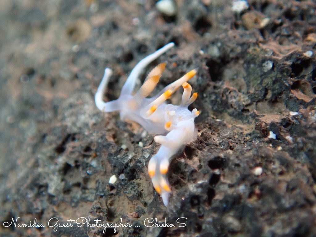 Namidea Yokohama デジカメセミナー