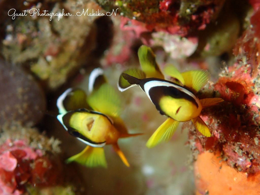 Namidea 平日大島AD&ツアー！