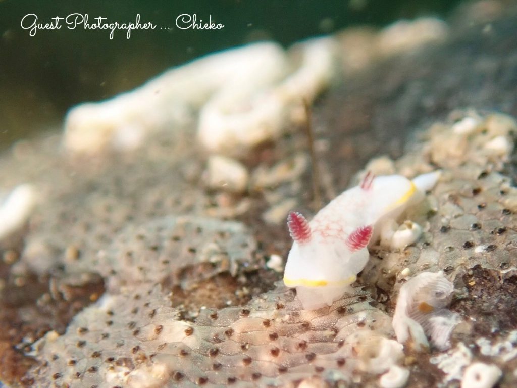 群れもすごいけどやっぱりマクロも充実平沢ビーチ!