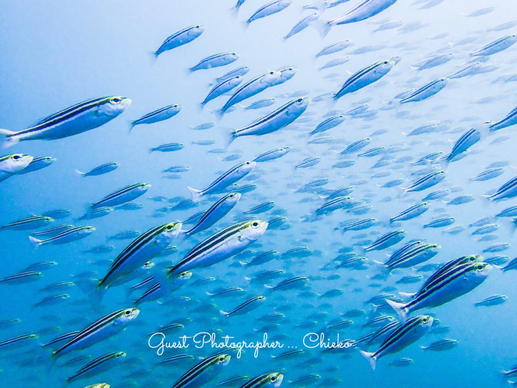 平沢ビーチもイサキの群れがすごかった!