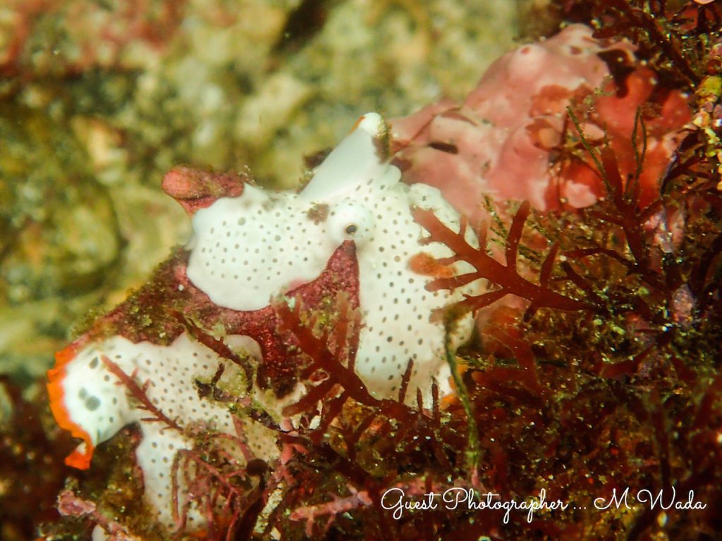 東伊豆にも登場したクマドリカエルアンコウ