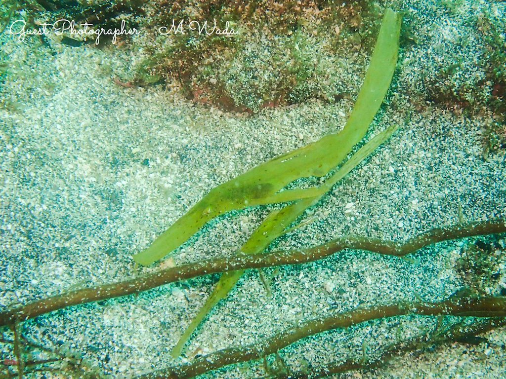 Namideayokohama平日のんびりツアー:カミソリウオ
