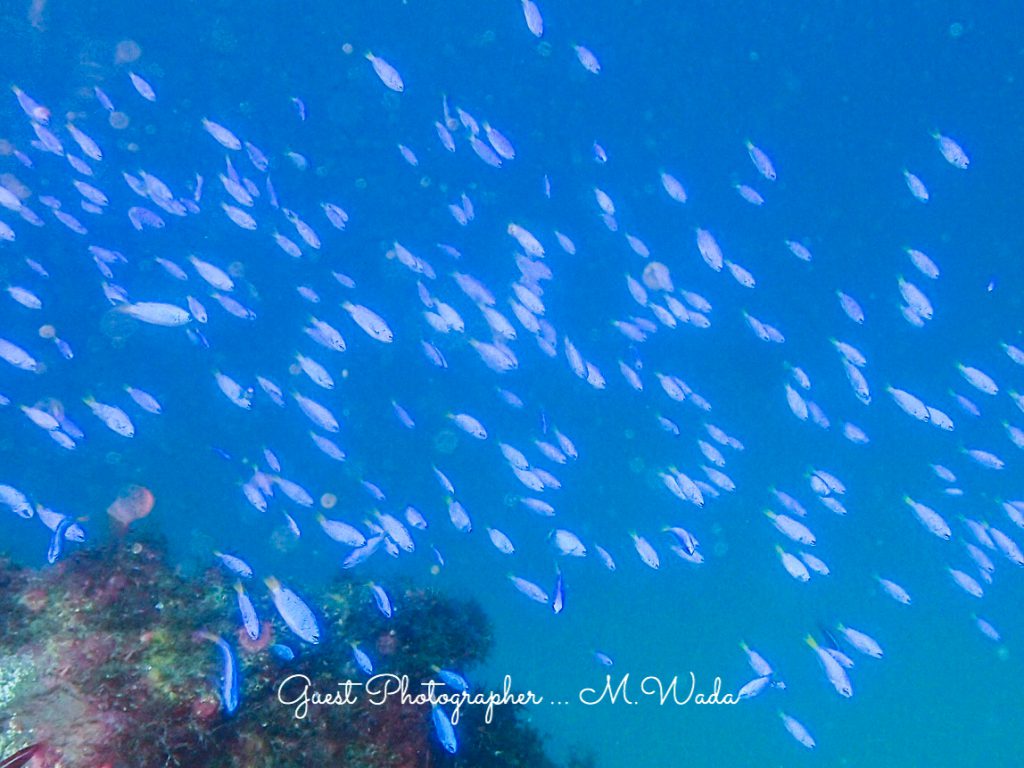 伊豆のソラスズメダイはやっぱり1番!!