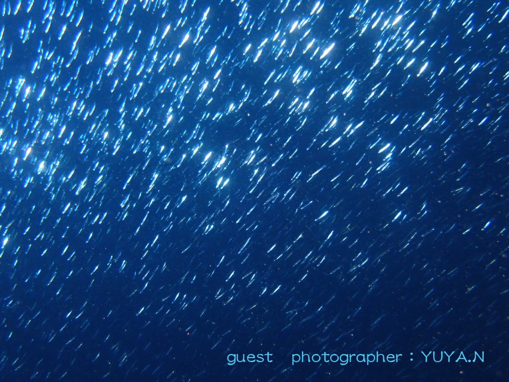 キビナゴの群れもキラキラと迫力満点！伊東ボートツアー！