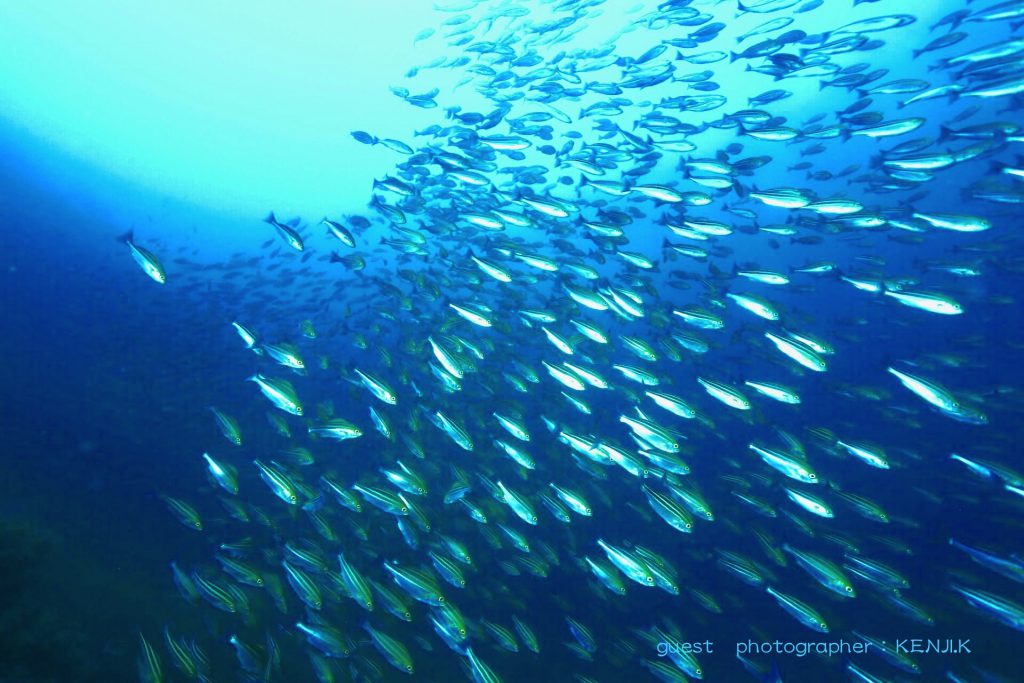 伊東ボートは群れが盛りだくさん！！ナミディアボートツアー！