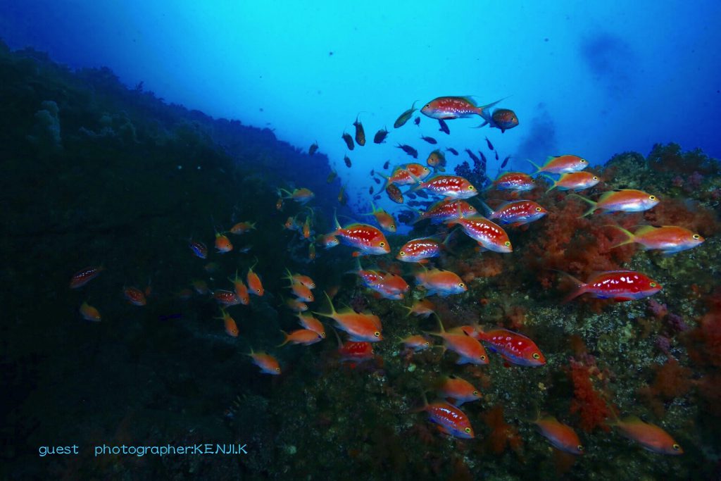 秋の海はサクラダイの群れが美しい！！
