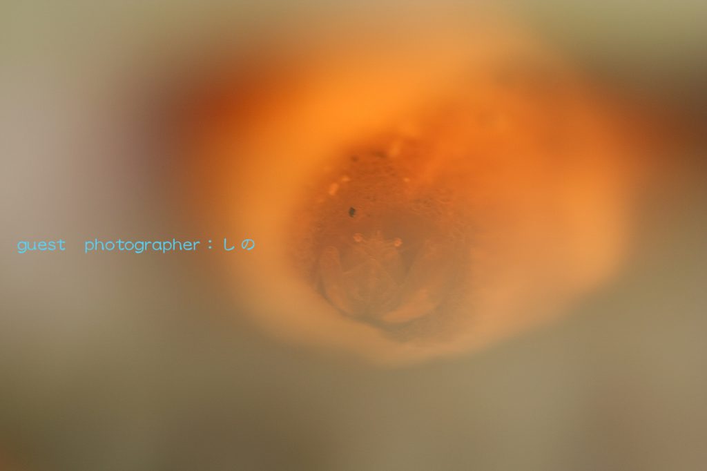 甲殻類祭り ザラカイメンカクレエビ