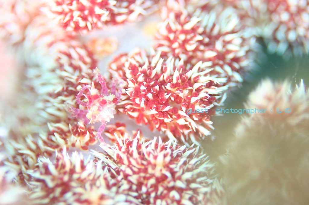 甲殻類祭り・教えてもらったイソコンペイトウガ二