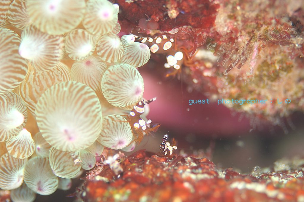 甲殻類祭り・イソギンチャクモエビのファミリー