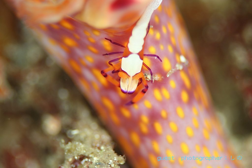 甲殻類祭り・どうしても見たかったウミウシカクレエビ