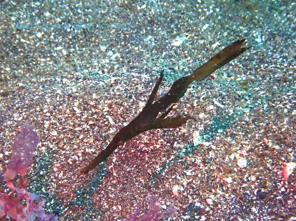 福浦にいる小さい方のカミソリウオ単体