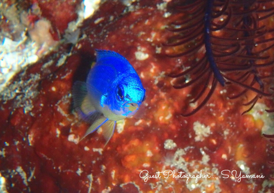 Namidea ウミウシ浮島ツアー!