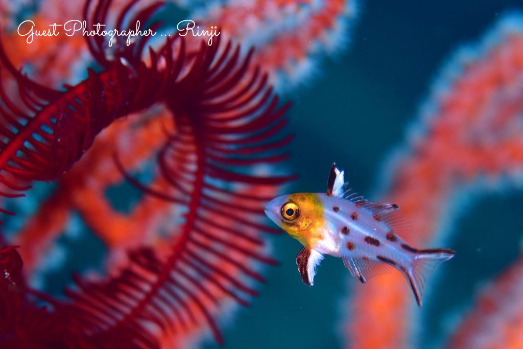 Namidea Yokohama 柏島ツアー!