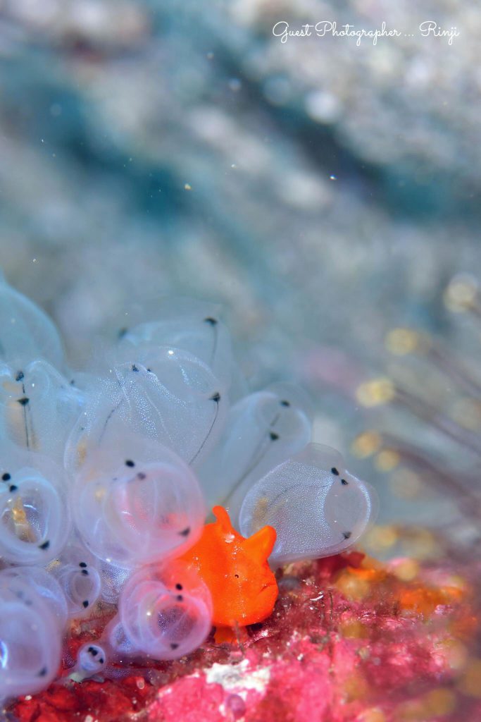 Namidea Yokohama 柏島ツアー!